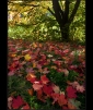 6921-Barvy-podzimu.jpg